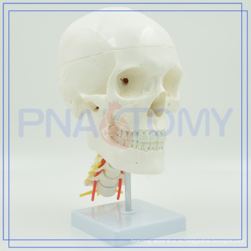 PNT-0154 venta caliente modelo de educación de cráneo de tamaño natural para la venta con larga vida útil